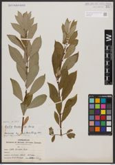 Salix bebbiana Sarg.